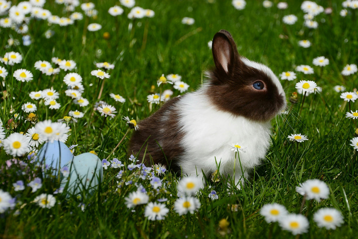 4 fun things to do this weekend - for an eggstra special eco Easter