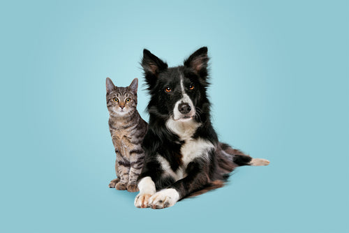 How can I reduce my pet’s carbon pawprint?